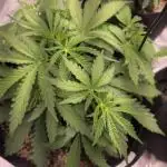 Durban Poison Auto