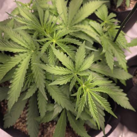 Durban Poison Auto