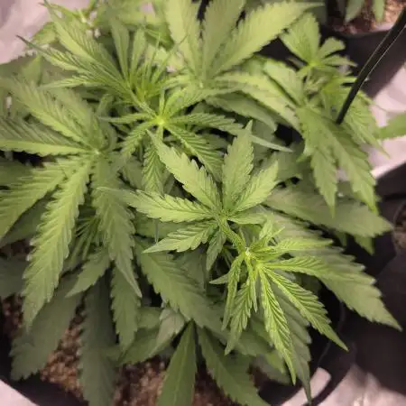 Durban Poison Auto