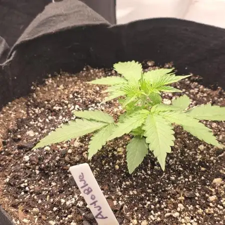 Auto Blueberry