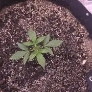 Gorilla Cookies - Fastbuds