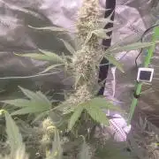 Mendo Guava - Champions Line Trial Pack