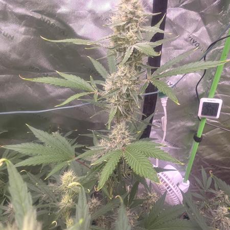 Mendo Guava - Champions Line Trial Pack