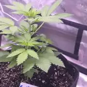 Frostbanger Strong Strains trial pack