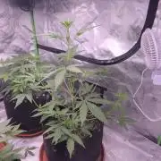 Mendo Guava - Champions Line Trial Pack