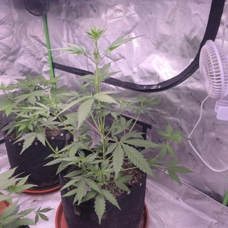 Mendo Guava - Champions Line Trial Pack