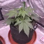 Strawberry Gorilla - Strong Pack