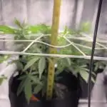 Ztrawberriez Auto