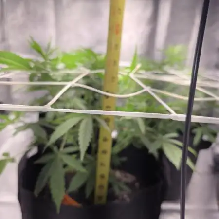 Ztrawberriez Auto