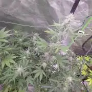 Mendo Guava - Champions Line Trial Pack