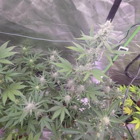 Mendo Guava - Champions Line Trial Pack