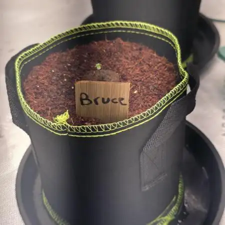 Bruce Banner Auto