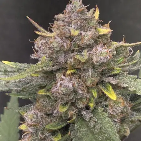 Ztrawberriez Auto