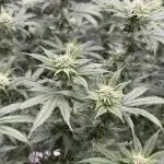 King’s Juice Clones | Coco Run