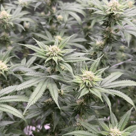 King’s Juice Clones | Coco Run