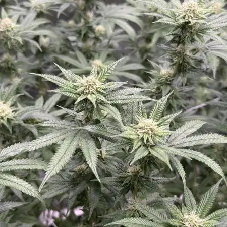 King’s Juice Clones | Coco Run