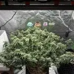 King’s Juice Clones | Coco Run