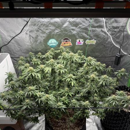 King’s Juice Clones | Coco Run