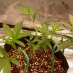 Double King's Juice Clone in Coco