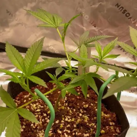 Double King's Juice Clone in Coco