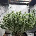 King’s Juice Clones | Coco Run