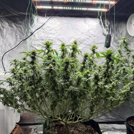 King’s Juice Clones | Coco Run