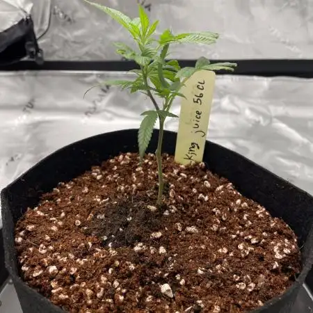 Double King's Juice Clone in Coco