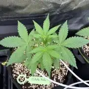 Fast Buds - Gelato Auto Indoor