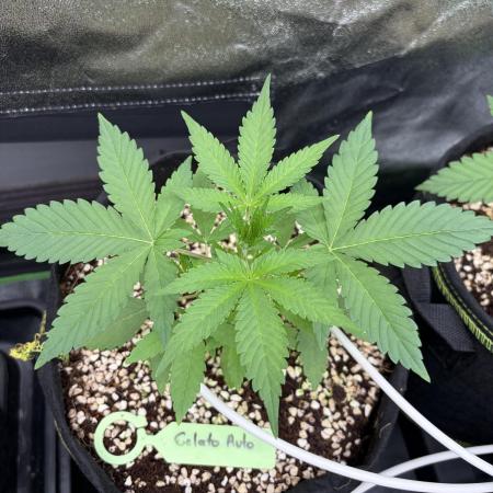 Fast Buds - Gelato Auto Indoor