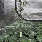 Fast Buds - Guava Auto Indoor