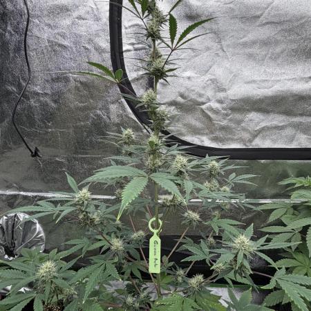 Fast Buds - Guava Auto Indoor