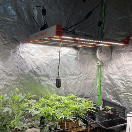King’s Juice Clones | Coco Run