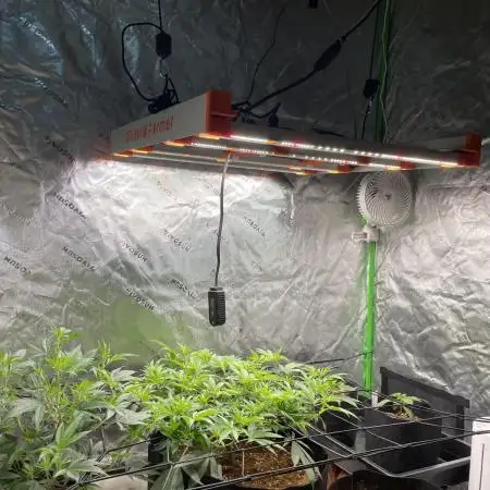 King’s Juice Clones | Coco Run