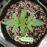 Fast Buds - Apricot Auto Indoor
