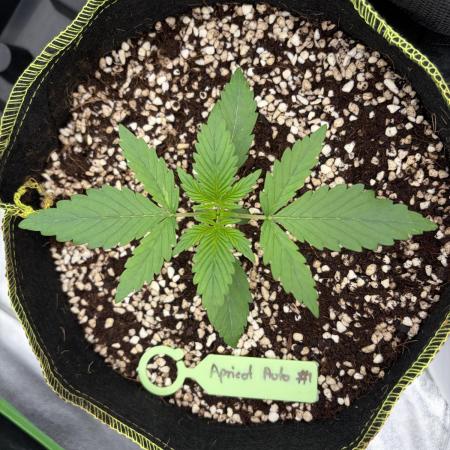Fast Buds - Apricot Auto Indoor