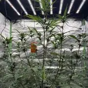 Fast Buds - Tropicana Cookies Auto