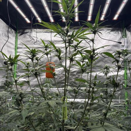 Fast Buds - Tropicana Cookies Auto