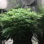 Nordkraut Jack Herer X Runtz