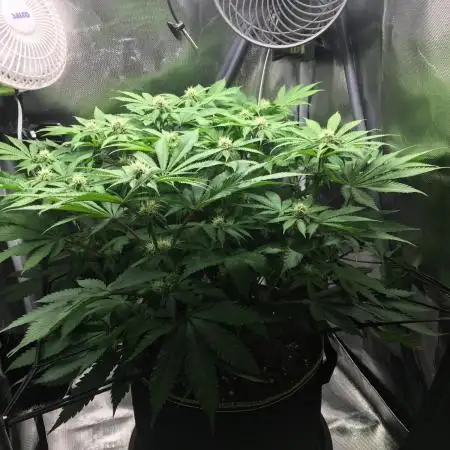 Nordkraut Jack Herer X Runtz