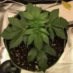 Nordkraut Jack Herer X Runtz