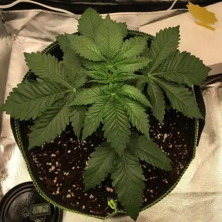 Nordkraut Jack Herer X Runtz