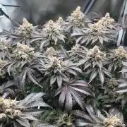 Nordkraut Jack Herer X Runtz