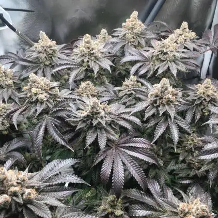 Nordkraut Jack Herer X Runtz