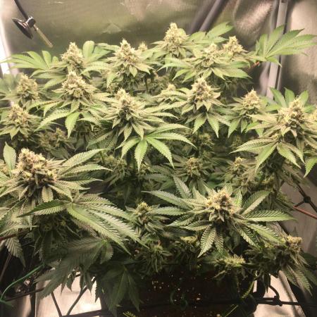 Nordkraut Jack Herer X Runtz