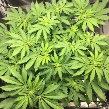 Nordkraut Jack Herer X Runtz
