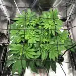 Nordkraut Jack Herer X Runtz