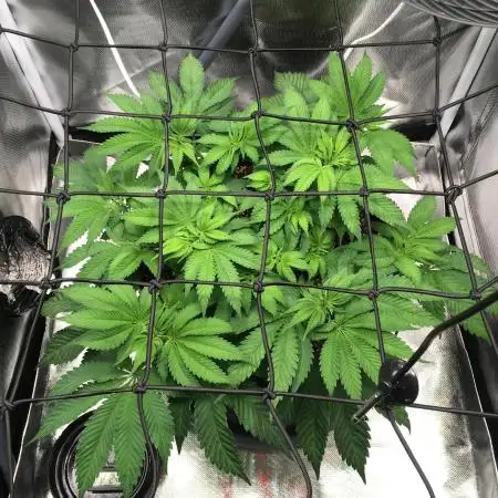 Nordkraut Jack Herer X Runtz