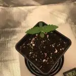 Nordkraut Jack Herer X Runtz