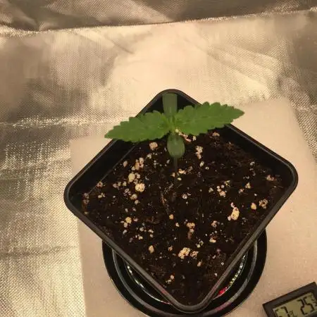 Nordkraut Jack Herer X Runtz