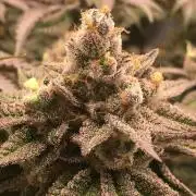 Nordkraut Jack Herer X Runtz